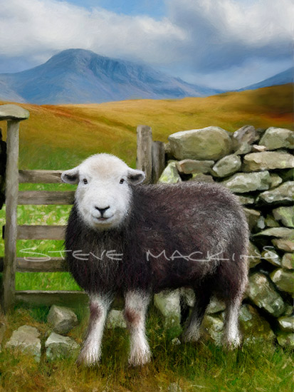 Lake District Herdwick Sheep Art Prints