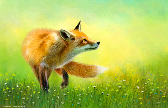 Buttermere Fox ~ Lake District Wildlife Print