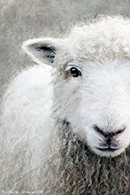 Greyface Dartmoor Sheep Art Pictures