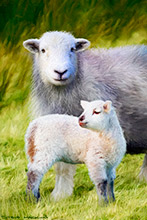 Lake District Sheep Art Prints on Canvas