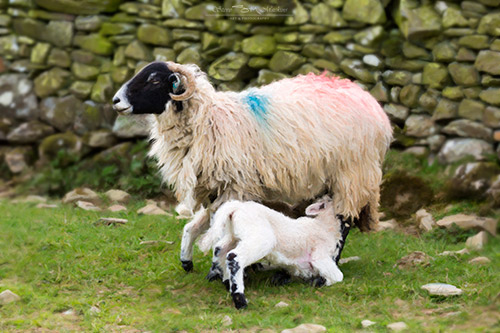 Sheep with Feeding Lamb