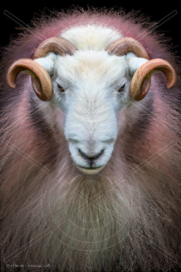 Lake District Herdwick Sheep Art Prints