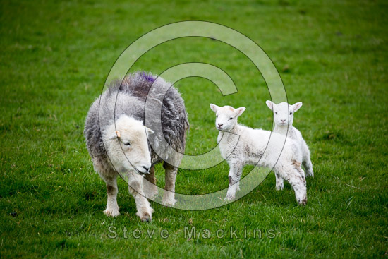 Selside Lakeland Sheep