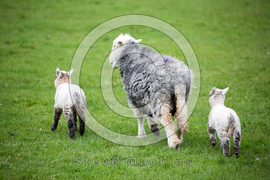 Watendlath Lakeland Sheep