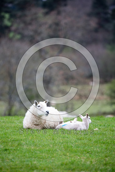Hartley Field Herdwick Sheep