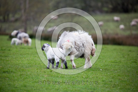 Orton Lake district Sheep