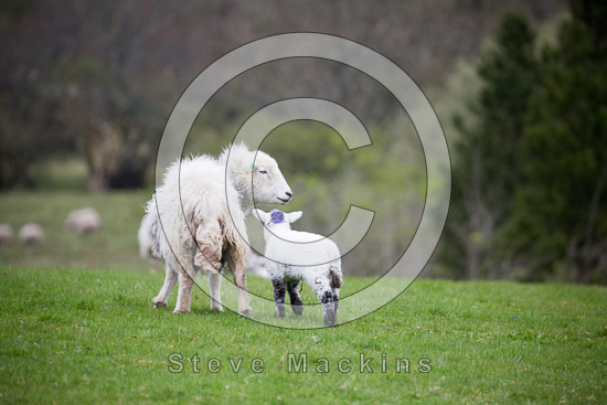 Millbeck (Keswick) Lake district Sheep