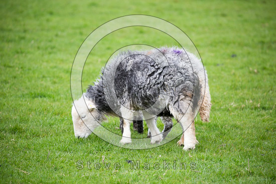 Ullscarf Field Herdwick Sheep