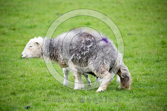 Maryport Field Herdwick Sheep