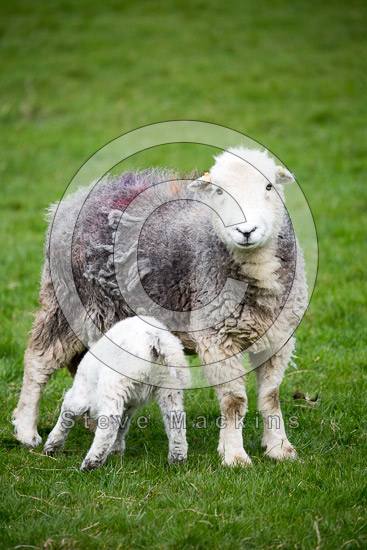 Grayrigg Farm Lakeland Sheep