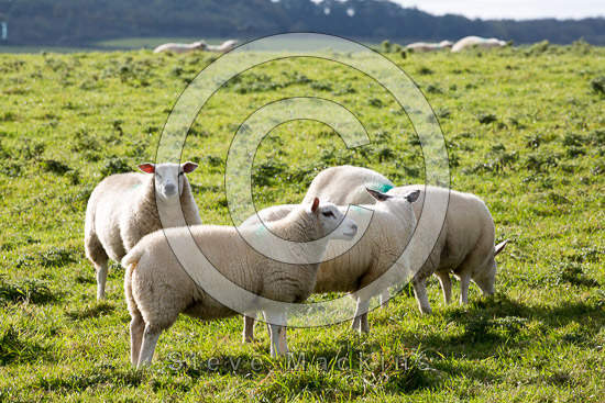 Low Fell Farm Herdwick Sheep