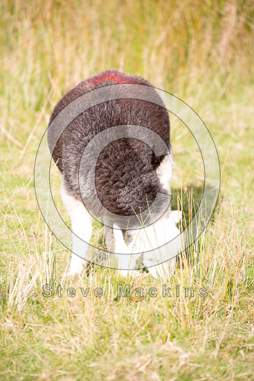 Gilcrux Field Herdwick Sheep