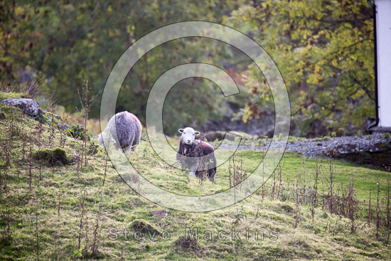 Westnewton Valley Lakeland Sheep
