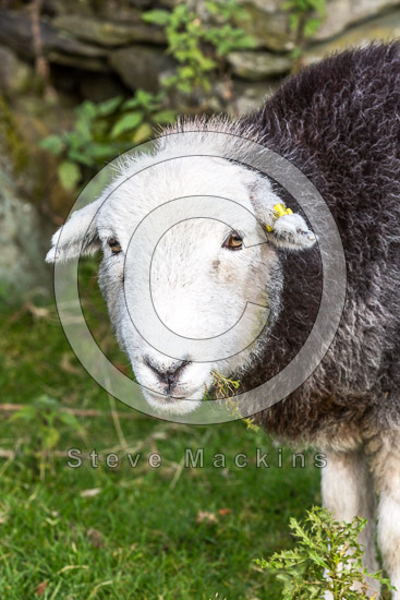 The Nab Field Herdwick Sheep
