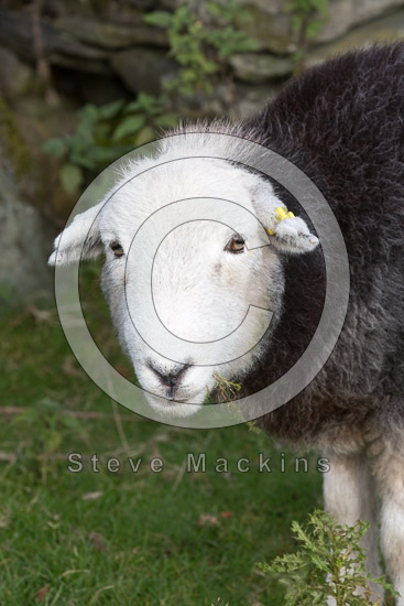 Little Mell Fell Farm Lakeland Sheep