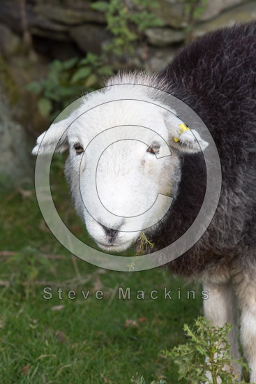 Glenridding Lakeland Sheep