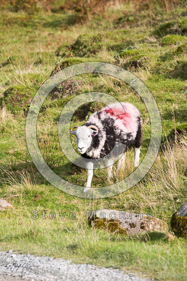 Blencarn Valley Herdwick Sheep