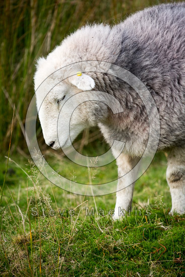 Red Screes Valley Herdwick Sheep