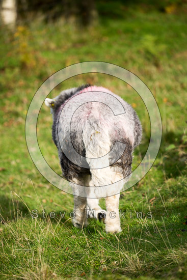 Binsey Valley Lakeland Sheep