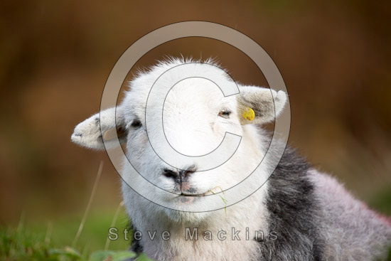 Ill Bell Valley Herdwick Sheep