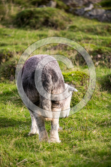 Culgaith Valley Herdwick Sheep