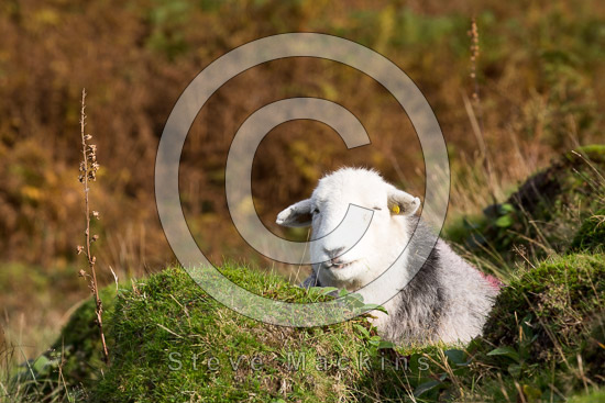 Cumwhitton Lake district Sheep