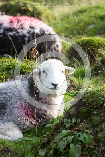Bowness-on-Solway Field Herdwick Sheep