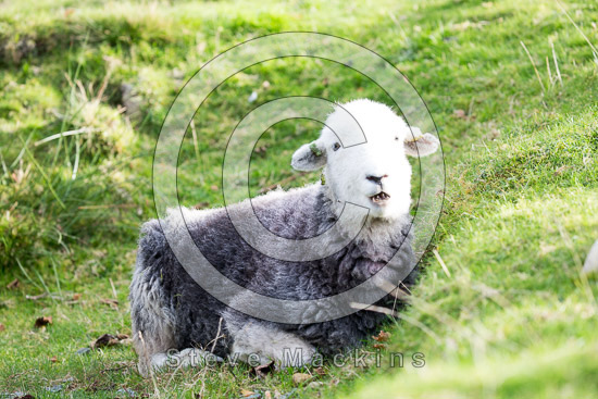 Barrow Valley Lake district Sheep