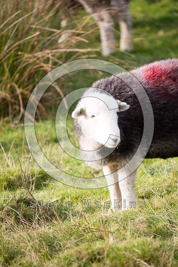 Bowness-on-Solway Lakeland Sheep