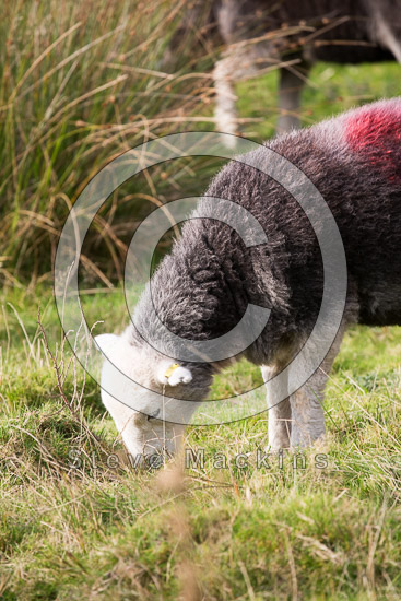 Boot Herdwick Sheep