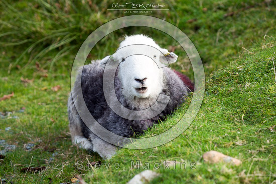 Boustead Hill Farm Lakeland Sheep