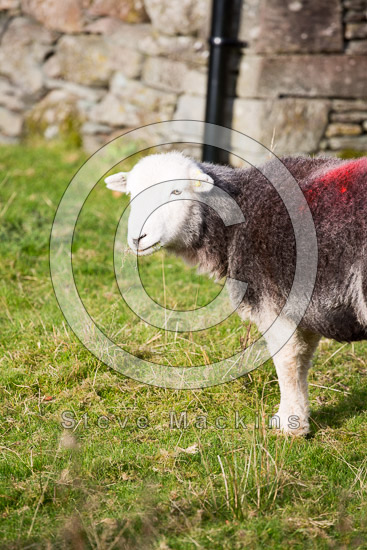 Boustead Hill Valley Herdwick Sheep