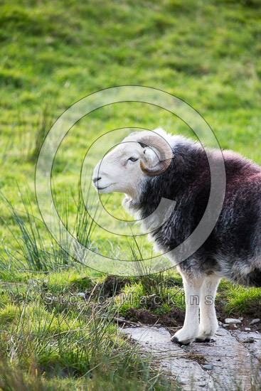 Dearham Farm Lake district Sheep