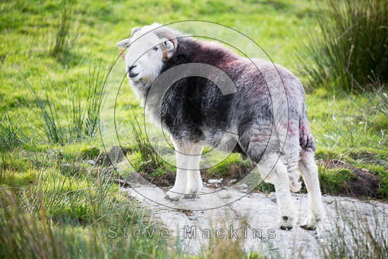 Bouth Farm Herdwick Sheep
