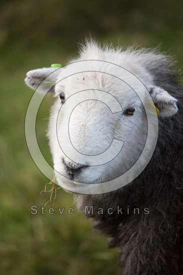 Lanercost Herdwick Sheep