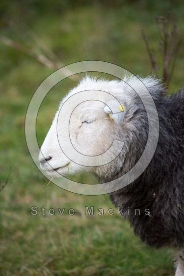 Low Wood Valley Herdwick Sheep
