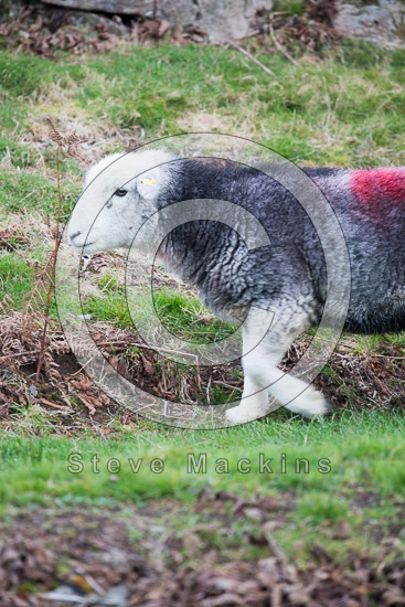Bewcastle Lakeland Sheep