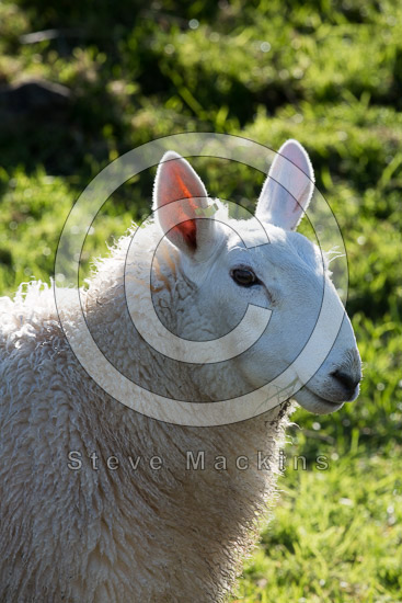 Asby (Workington) Valley Lakeland Sheep