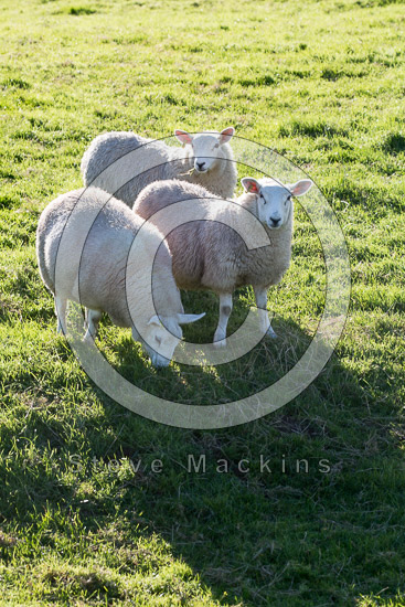 Asby (Workington) Farm Lakeland Sheep