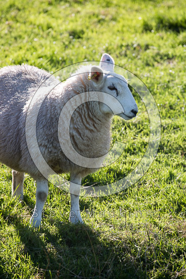 Mealsgate Lake district Sheep