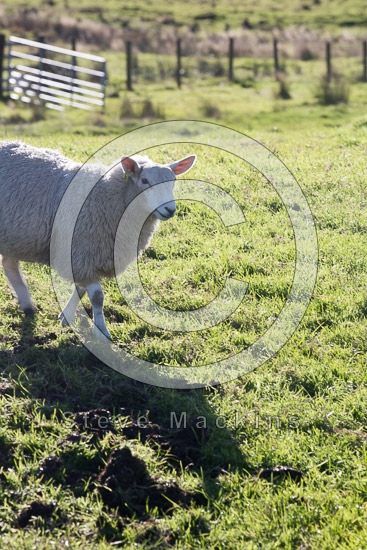 Far Sawrey Farm Lakeland Sheep