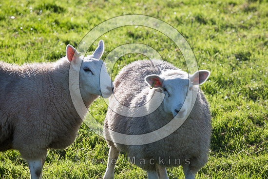Abbeytown Farm Lakeland Sheep