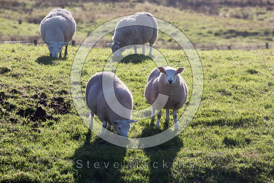 Ling Fell Lakeland Sheep