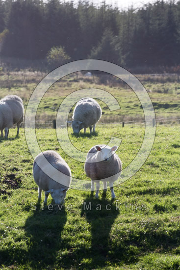 Camerton Farm Lake district Sheep