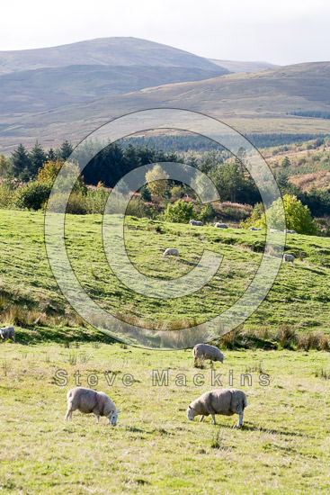 High Bankhill Lakeland Sheep
