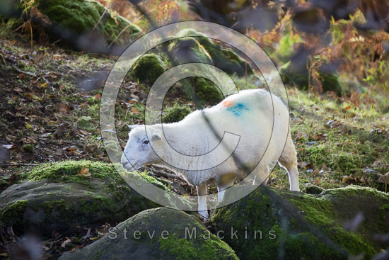 Croglin Valley Herdwick Sheep