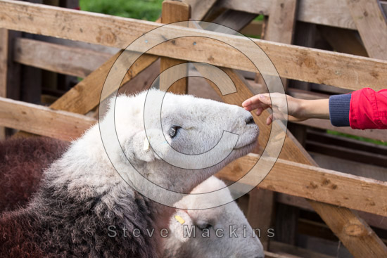 Plumpton (Penrith) Valley Lake district Sheep
