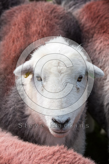 New Hutton Field Lakeland Sheep