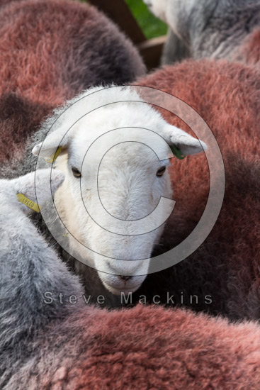 Sale Fell Lakeland Sheep