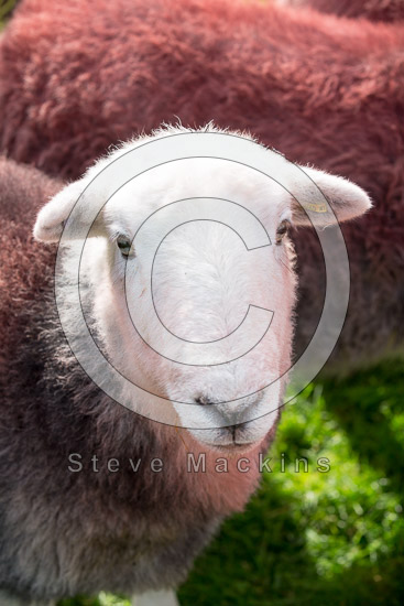 Dalston Field Lakeland Sheep